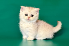 Queniva (Квенива)