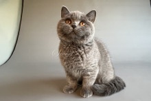 Ladisla (Ладисла)