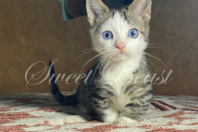 Nemoir (Немоир)