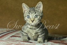 Nizana (Низана)