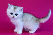 Pollux (Поллукс)