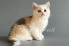 Nilena (Нилена) не стандарт (длиннолапая)