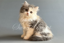 Nira (Нира) не стандарт (длиннолапая)