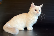 Vanilla (Ваниль)