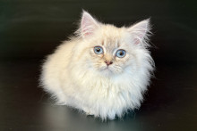 Drelon (Дрелон)