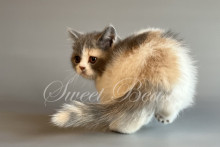 Ravelli (Равелли)