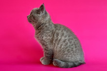 Ryvenor (Ревенор)