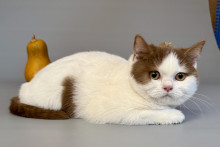 Quintaya (Кинтая)