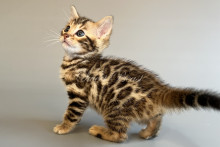 Severin (Северин)