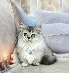 Zafira (Зафіра)