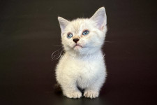 Ruffles (Раффлз)