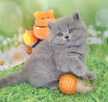 Molly (Молли)