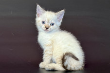 Rhapsody (Расподи) не стандарт (длиннолапая)