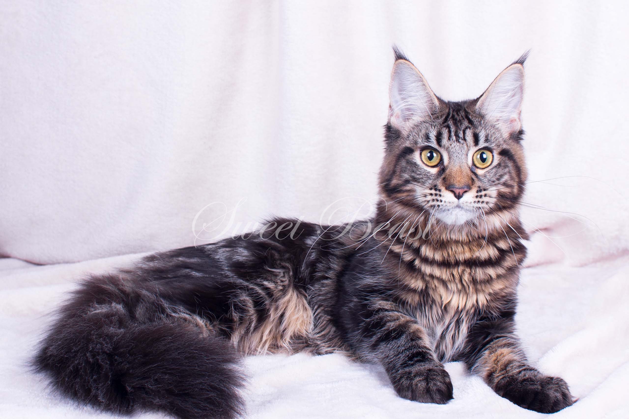 Sweet-beast.com | Maine Coon | Hanellore