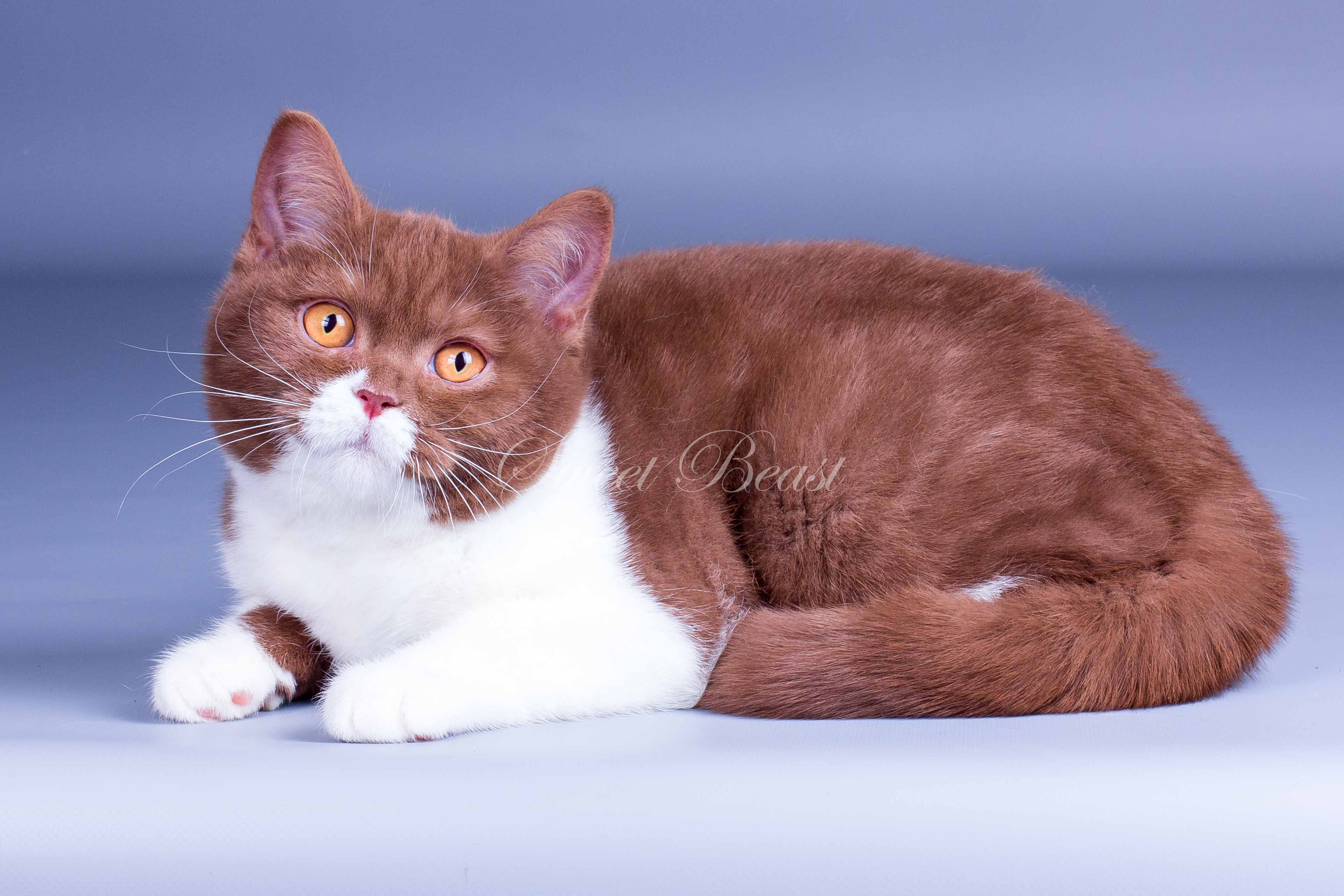 british shorthair cinnamon cat