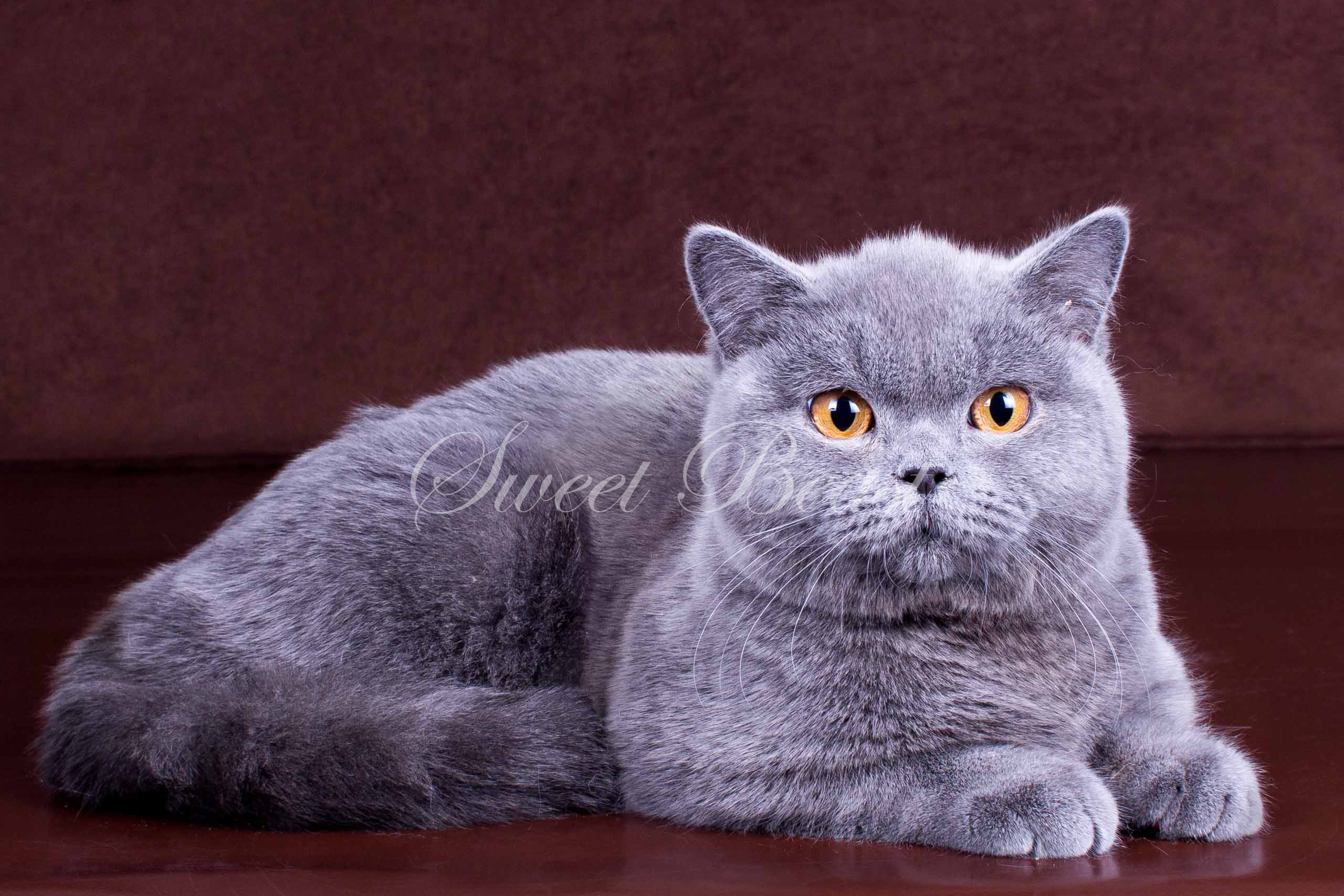 Sweet-beast.com | British Shorthair | Illag